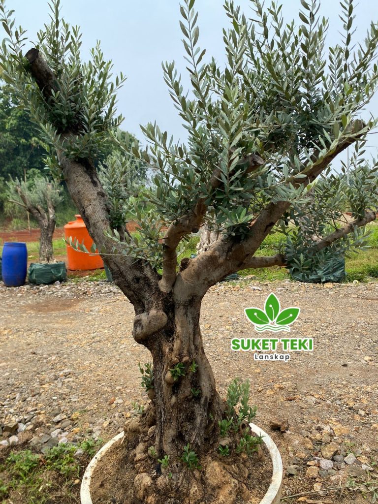 Pohon jaitun olive tree