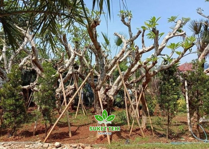 Jual Pohon Kamboja Fosil