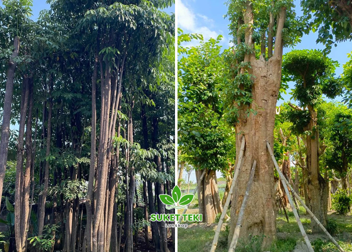 Jual Pohon Pelindung